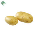 Batata orgânica fresca para fazer batatas fritas ou batatas fritas
